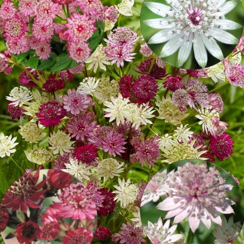 Astrantia major mix - Suur tähtputk mix